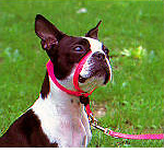 ジェントルリーダー